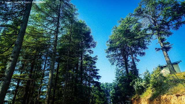 Cedar-tree-in-dhanaulti