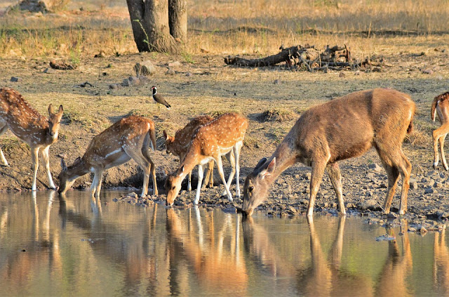 Deer-drinking-water-in-ranthambore-national-park