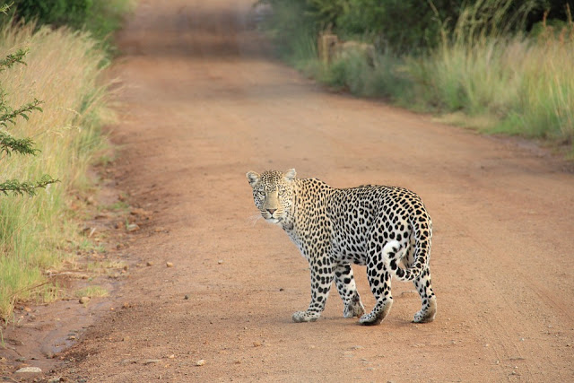 Jhalana Leopard Reserve