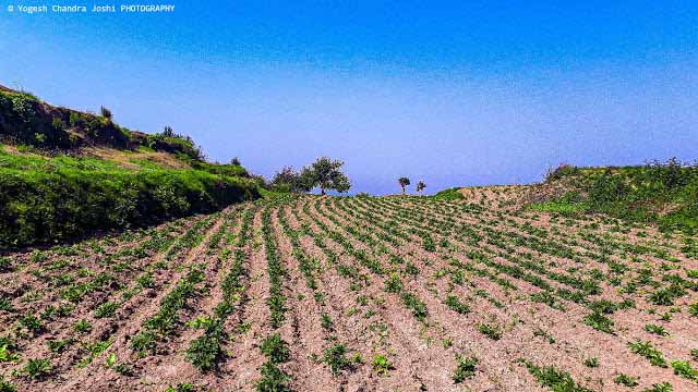 Patato-farm-in-dhanaulti