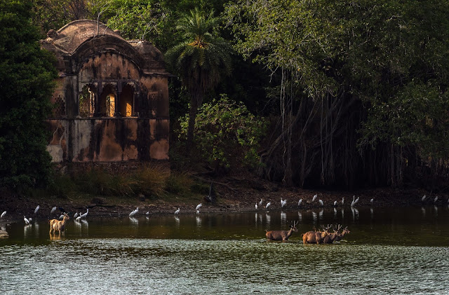 Rajbagh-Ruins-Ranthambore-Fort