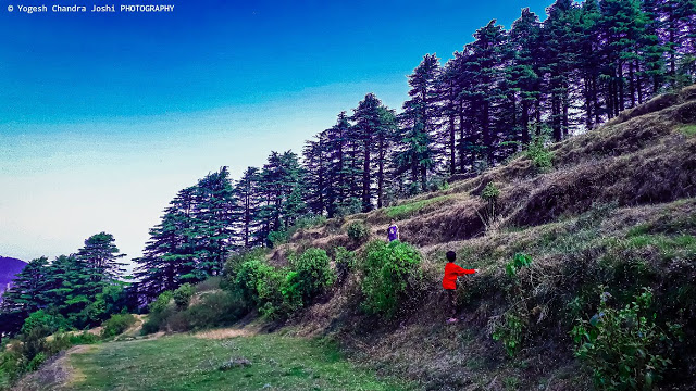 cedar-tree-forest-in-dhanaulti