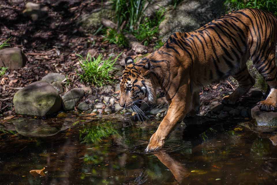 tiger-in-sariska-tiger-reserve