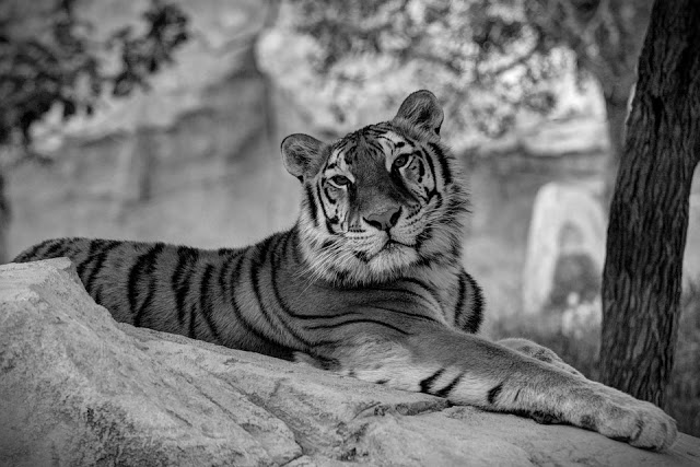 tiger-ranthambore-national-park