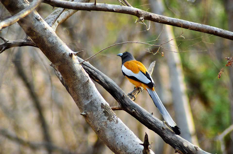 Bird-in-ranthambore-tiger-reserve
