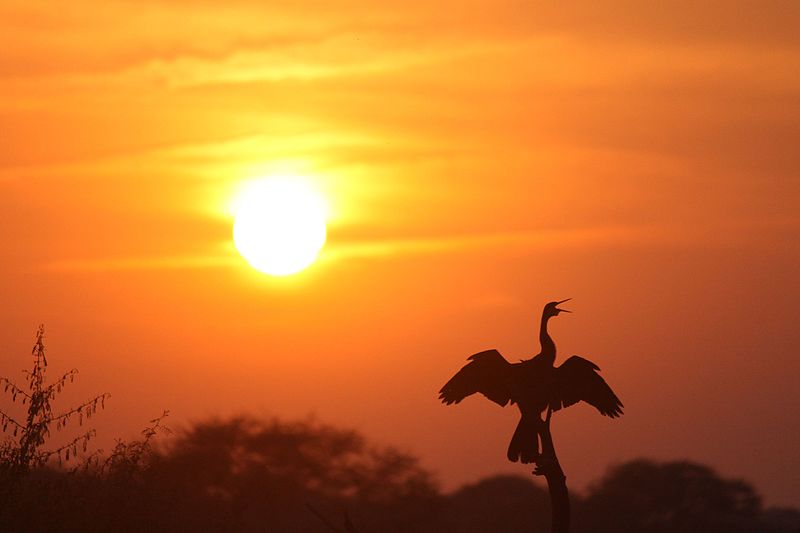 Darter-in-keoladeo-ghana-bird-sanctury