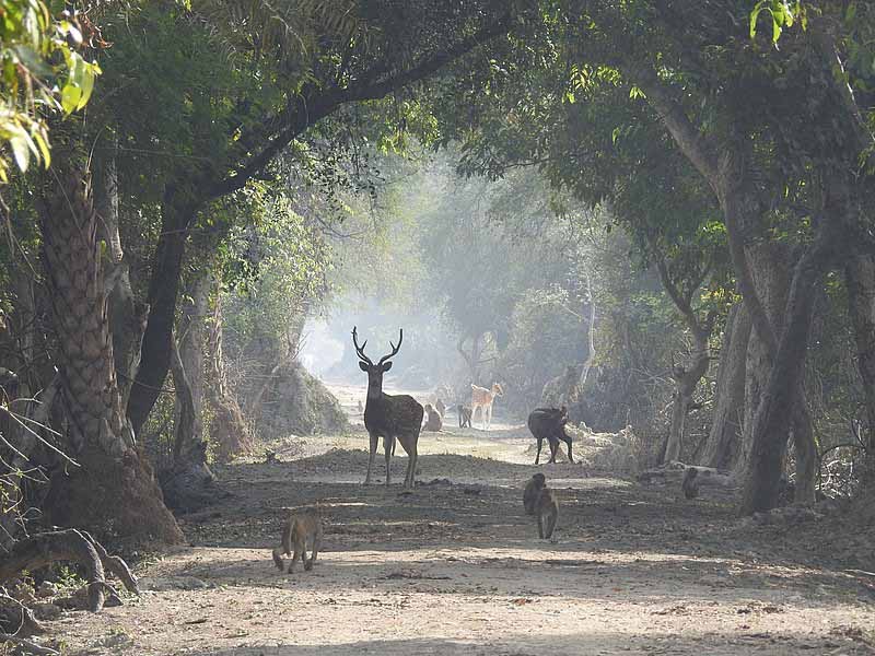 Deer-in-Bharatpur-Bird-Sanctury