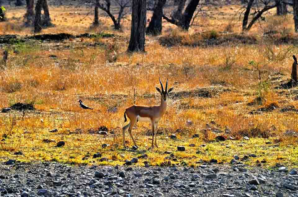 Deer-ranthambore-wildlife-sanctuary