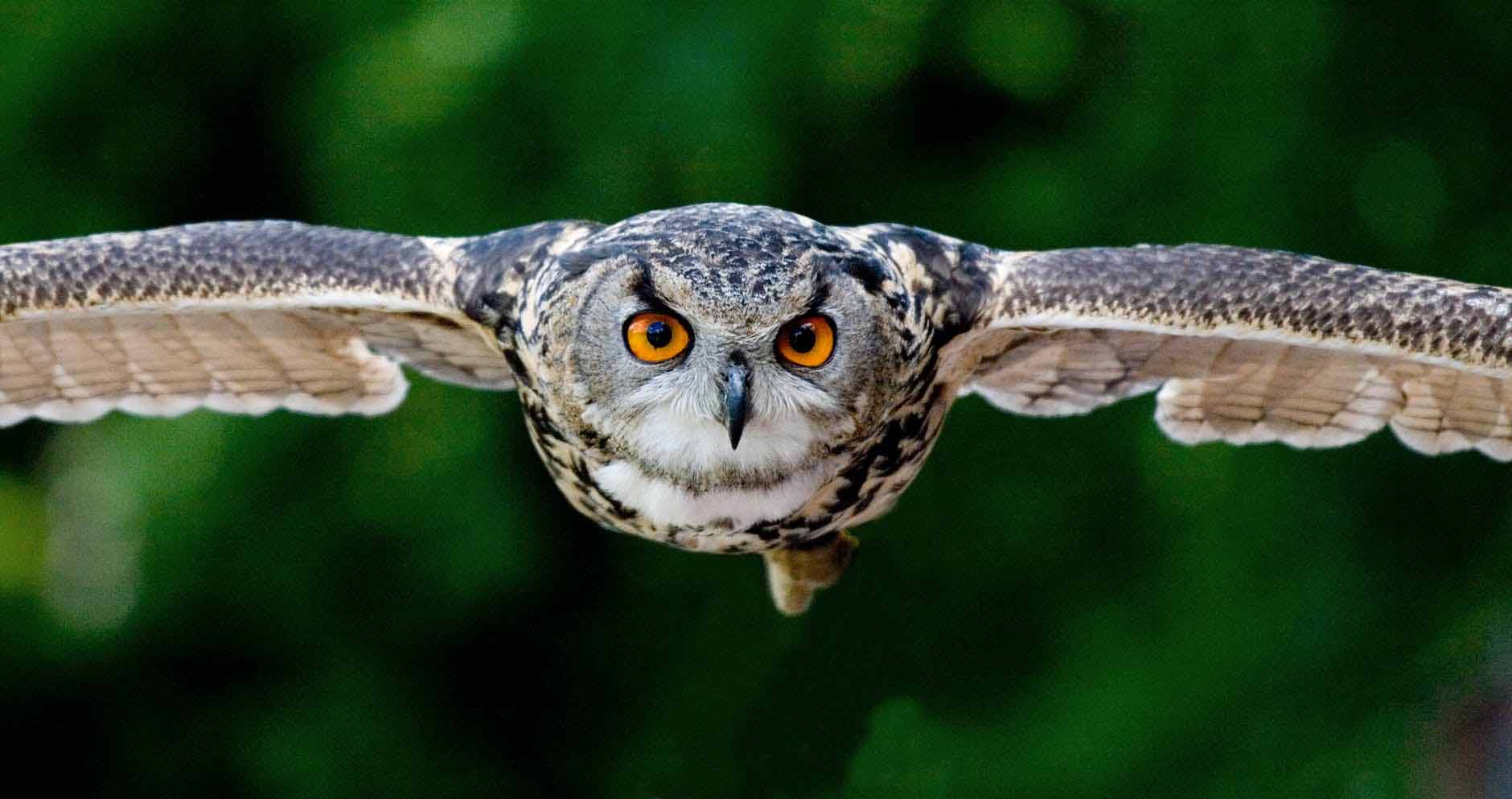 Indian-eagle-owl
