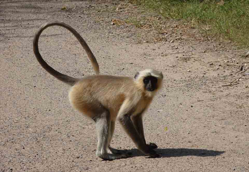 Monkey-ranthambore-national-park