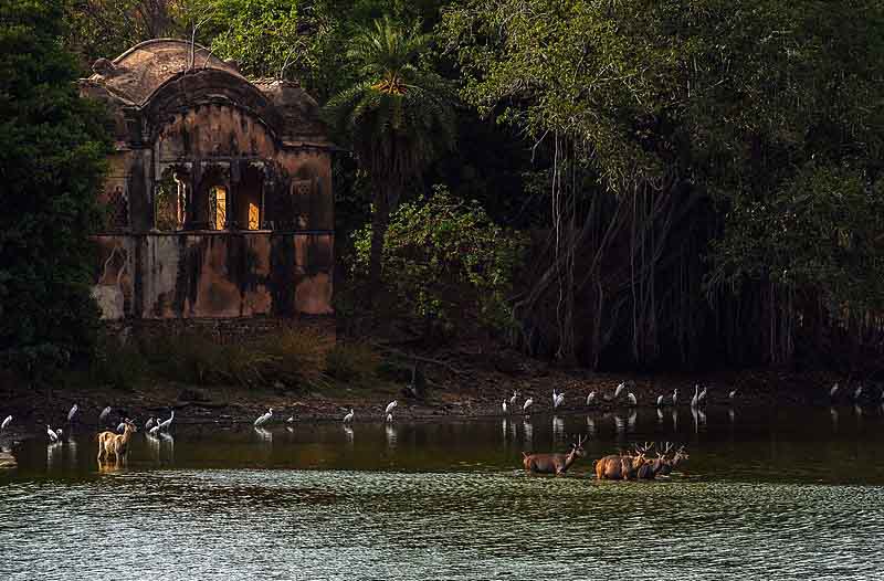 Rajbagh-Ruins-Ranthambore-Fort