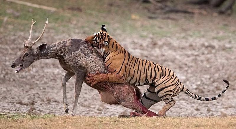 Tiger-hunting-chital-in-ranthambore-national-park