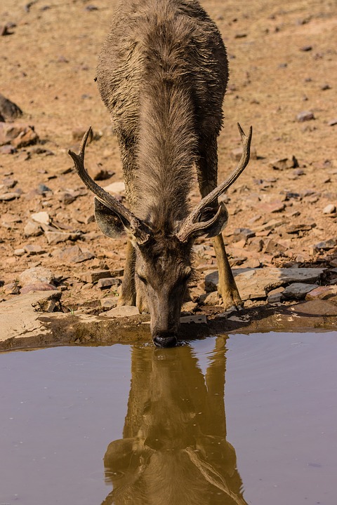 chital-ranthambore-national-park