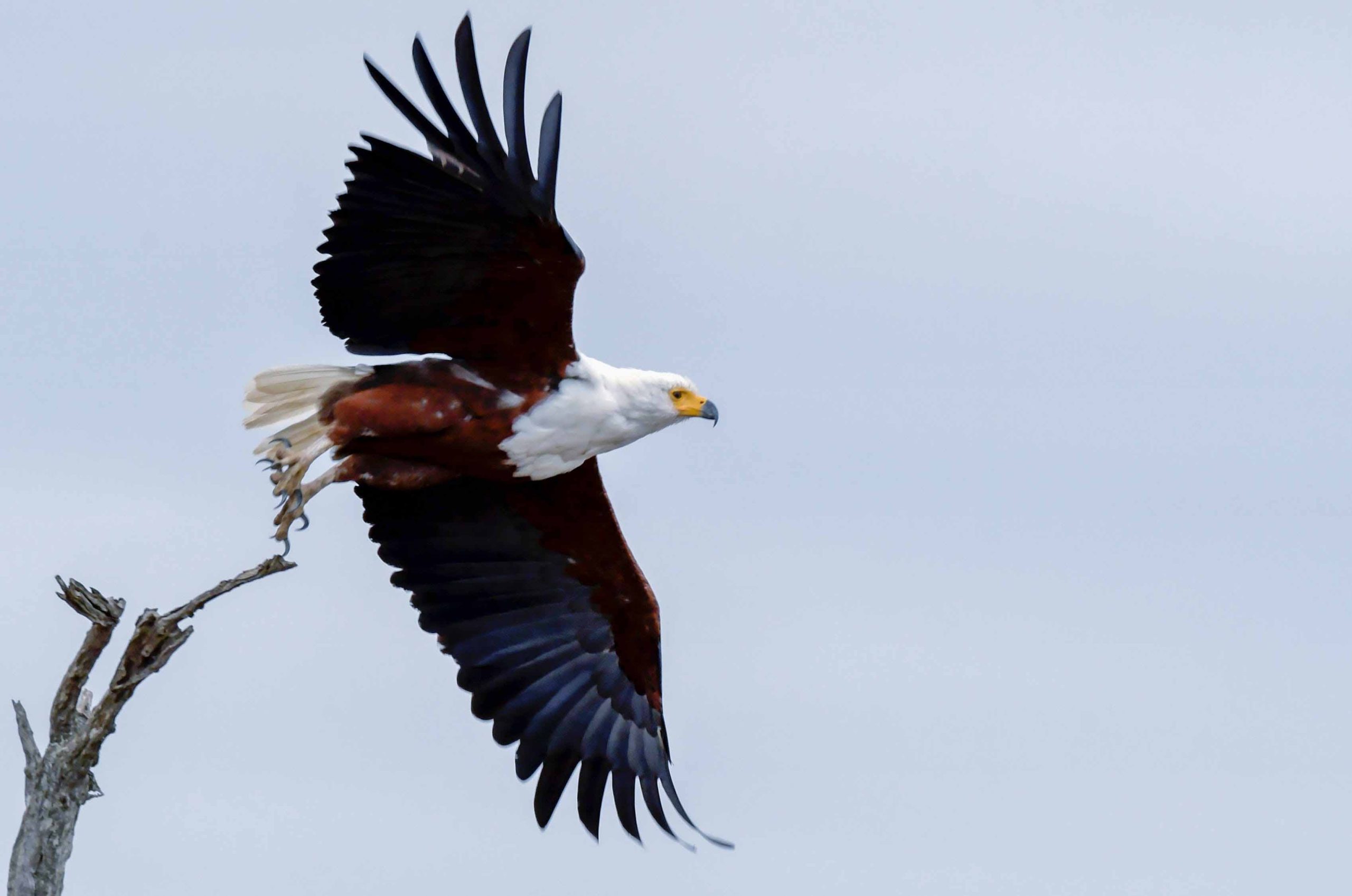 crested-snake-eagles