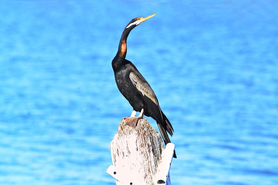 darter_keoladeo_national_park