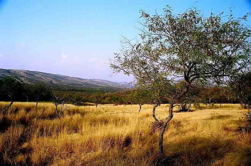 lakarda-and-anatpura-ranthambore-national-park