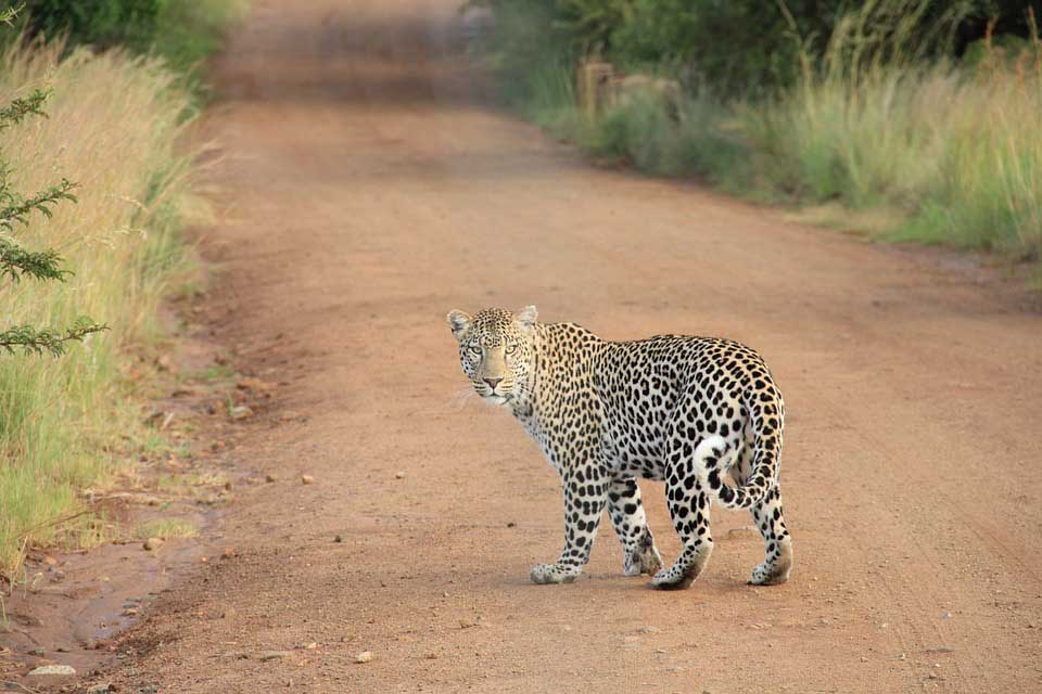 leopard-in-ranthambore-national-park