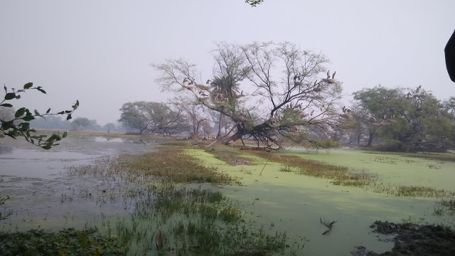 migratory-birds-keoladeo-national-park