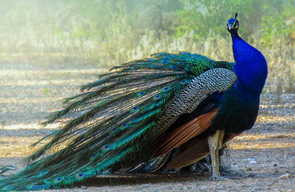 peacock-in-sariska-tiger-reserve