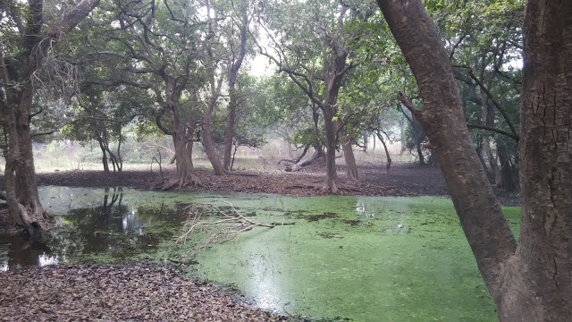 vegitation-of-keoladeo-national-park