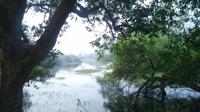 view-from-keoladeo-national-park