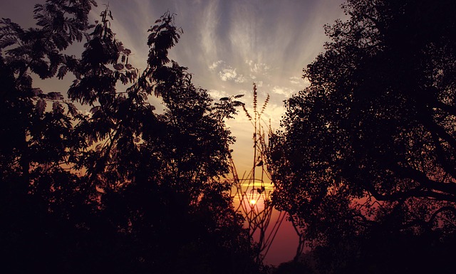 Panch Pandav Tree Khajjiar