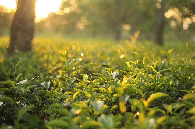 Tea Gardens Dharamshala