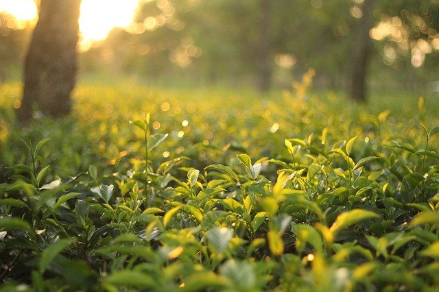 Tea Gardens Dharamshala