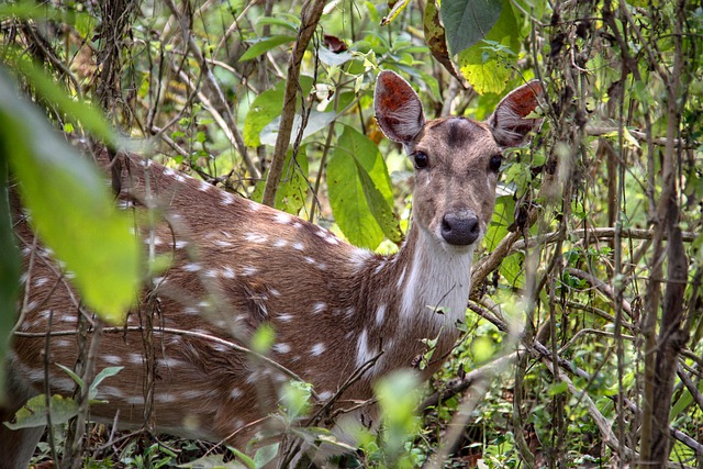 kanchula_korak_musk_deer_sanctuary