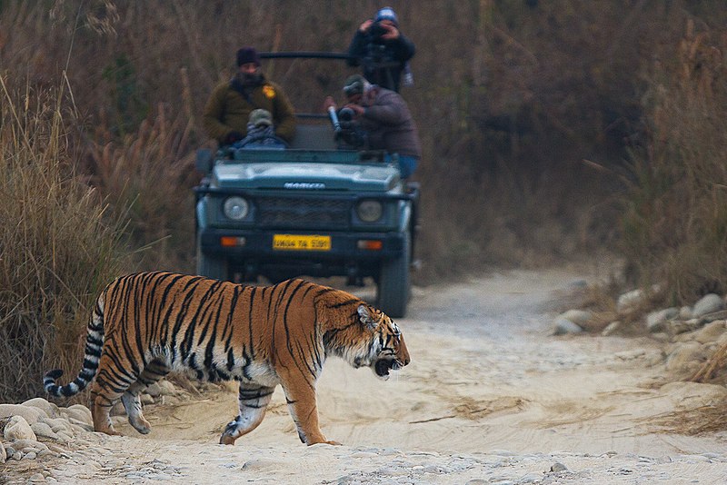 Jim_Corbett_National_Park_safari