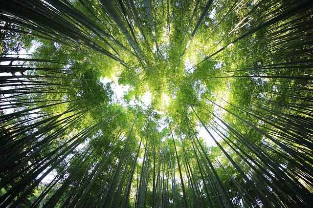bamboo_forest_jim_corbett_national_park