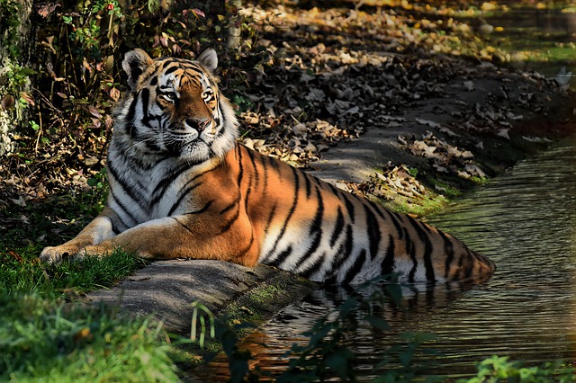 bengal_tiger_jim_corbett_national_park