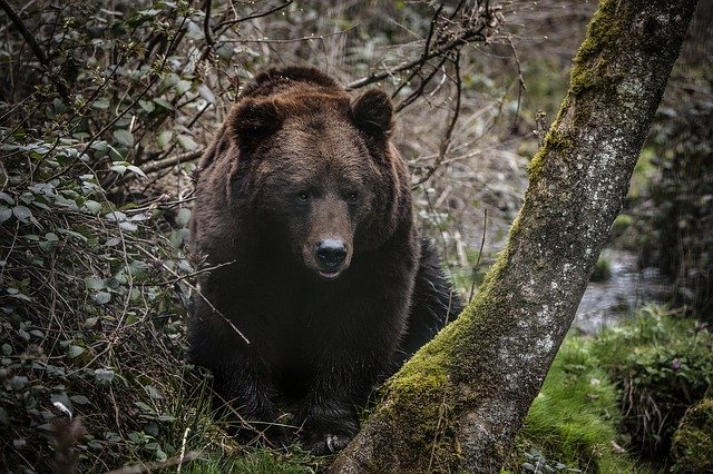 black_bear_jim_corbett_national_park