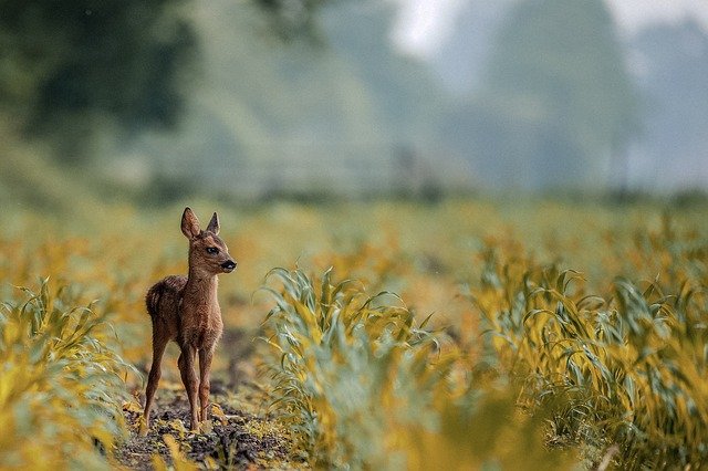 deer_jim_corbett_national_park