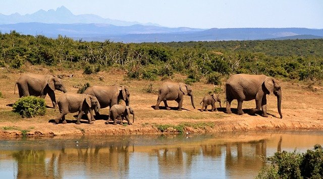 elephant_hera_jim_corbett_national_park