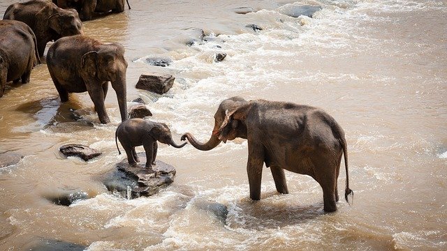 elephant_jim_corbett_national_park