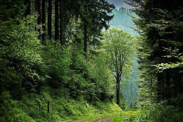 jim_corbett_national_park_flora