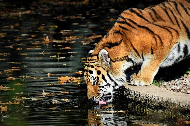 kanha_tiger_reserve_tiger_spotted