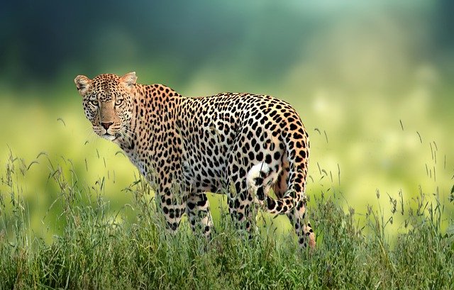 leopard_kanha_tiger_reserve