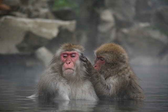 monkey_jim_corbett_national_park