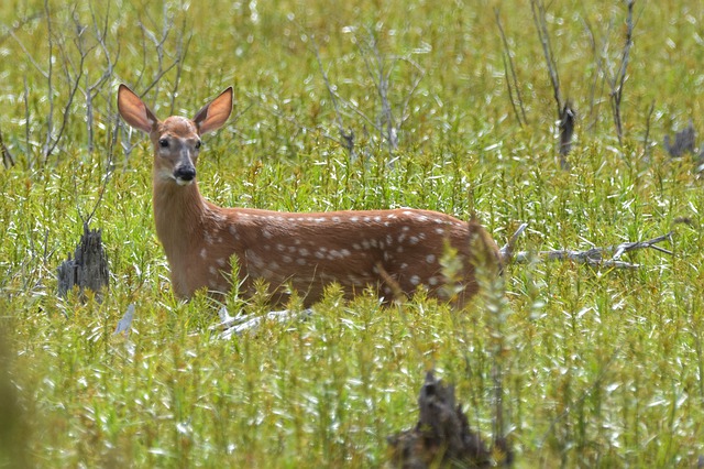 swamp_deer_kanha_national_park