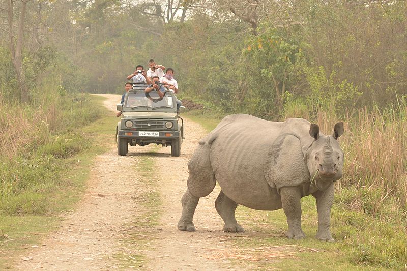 One_horn_Rhino_in_Kaziranga_National_Park
