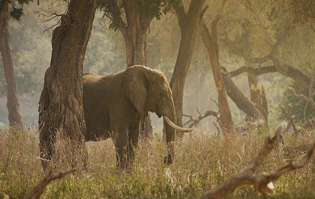 elephant_in_kaziranga_national_park