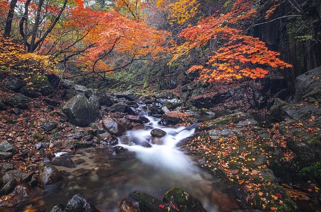 forest_in_kheerganga