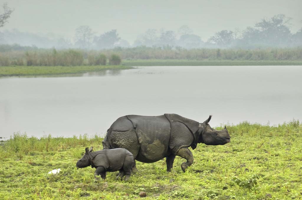 rhino_with_calves_in_kaziranga_national_park