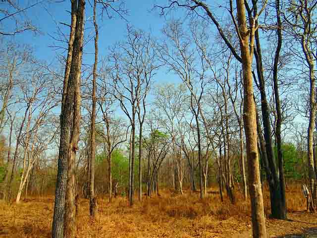 gir_national_park_flora