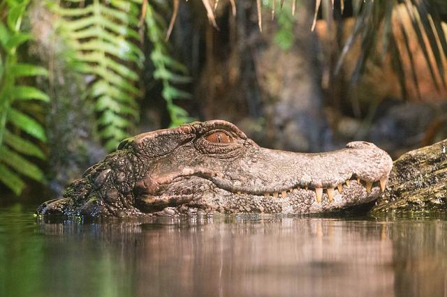 swamp_crocodile_kamleshwar_dam_gir