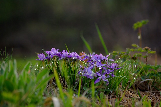 Flowers of Valley of Flowers | Ref Image