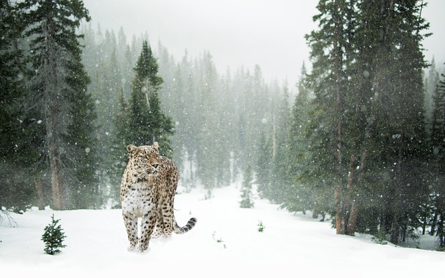 Snow Leopard Near Valley of Flowers | Ref Image