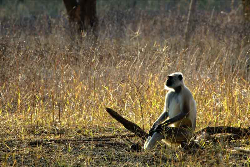 Monkey_in_nahargarh-biological_park